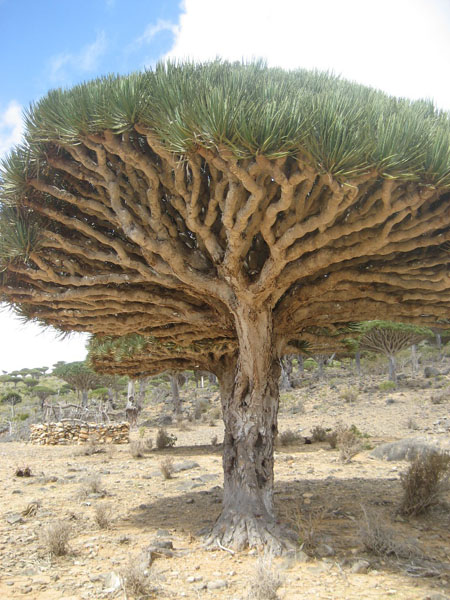 Socotra.......Oman